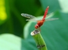 图片 【夏不语】原茶纤维夏凉被